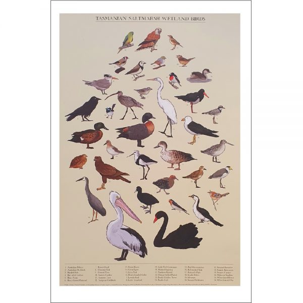 Tasmanian Saltmarsh Wetland Birds Print