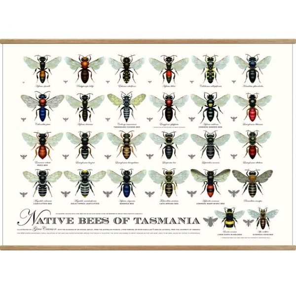 Native Bees of Tasmania Poster Print