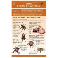 Spiders of Australia ID Chart