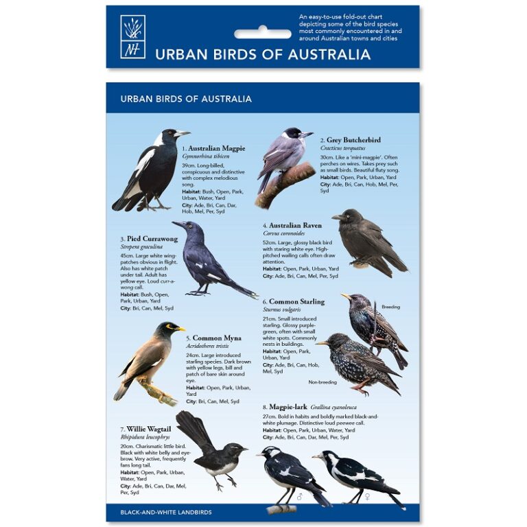 Urban Birds of Australia ID Chart - Geographica