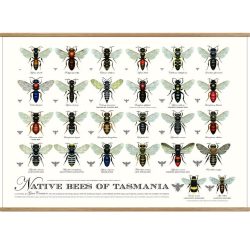 Native Bees of Tasmania Print