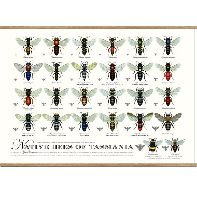 Native Bees of Tasmania Print