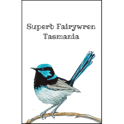 Superb Fairywren Fridge Magnet