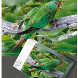 Swift Parrot Jigsaw